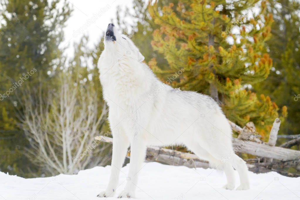 Gray timber wolf (Canis lupus), howling in snow.