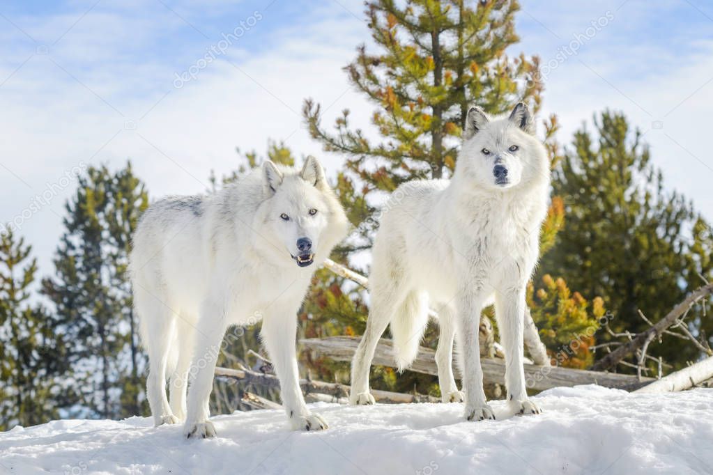 Two gray timber wolf (Canis lupus), walking in snow.