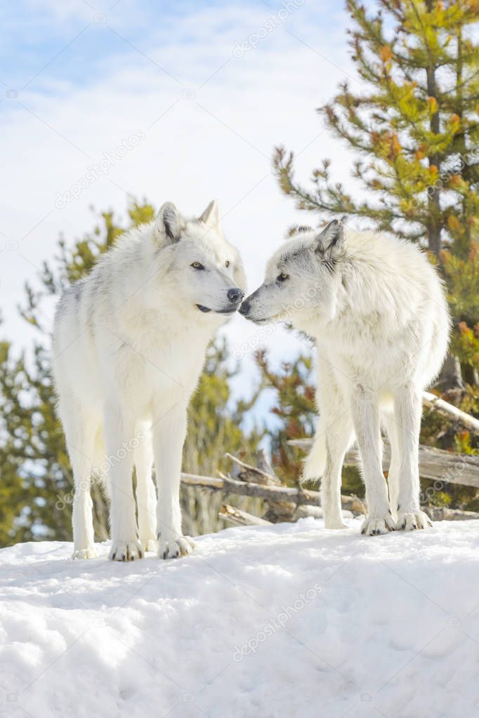 Two gray timber wolf (Canis lupus), sniffing at each other, in snow.