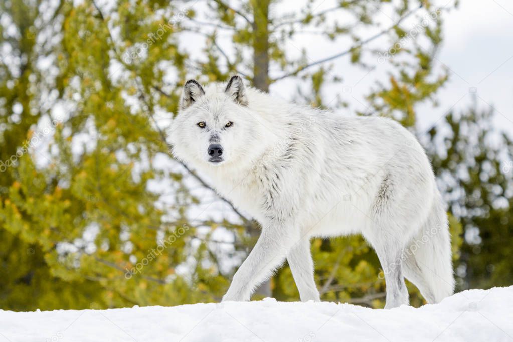 Gray timber wolf (Canis lupus), walking in snow.