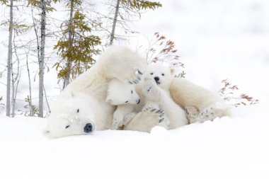 Kutup ayısı annesiyle iki yavrularını, Wapusk Milli Parkı, Manitoba, Kanada (Ursus maritimus)