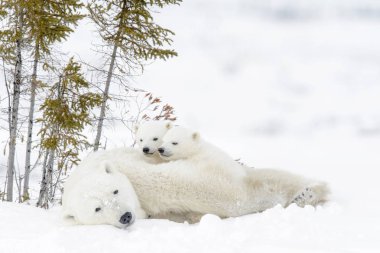Kutup ayısı annesiyle iki yavrularını, Wapusk Milli Parkı, Manitoba, Kanada (Ursus maritimus)
