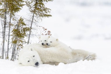 Polar bear mother (Ursus maritimus) with two cubs, Wapusk National Park, Manitoba, Canada clipart