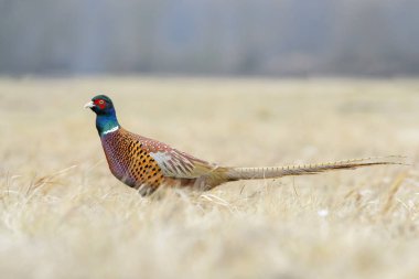 Sülün (Phasianus colchicus) üzerinde bir çayırda sonbahar, Kutno, Polonya