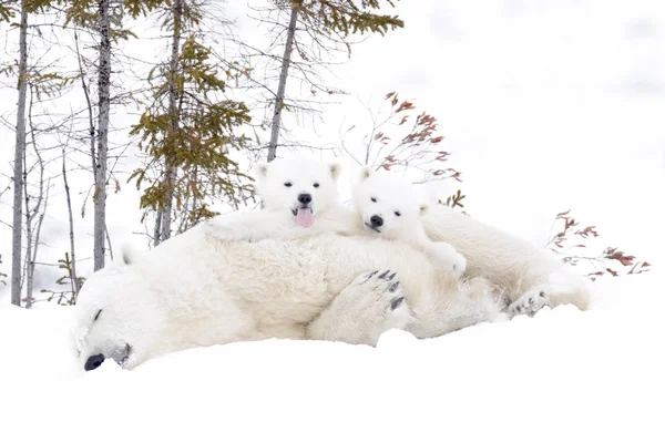 Полярного Ведмедя Матір Урсус Maritimus Двох Дитинчат Wapusk Національний Парк — стокове фото
