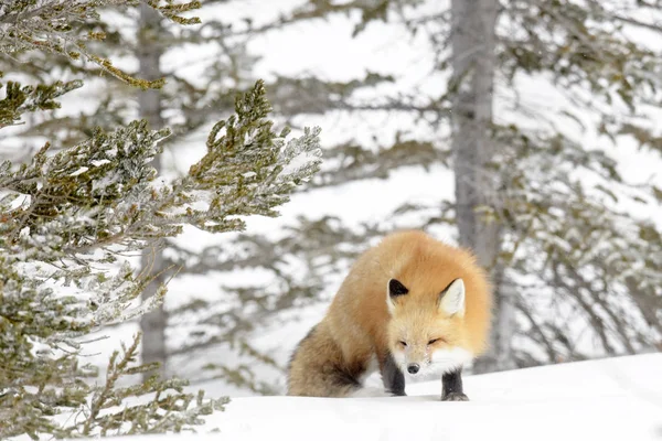 Red Fox Vulpes Vulpes Adulto Piedi Nella Neve Guardando Macchina — Foto Stock