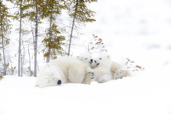 Мать Белого Медведя Ursus Maritimus Двумя Детенышами Национальный Парк Вапуск — стоковое фото