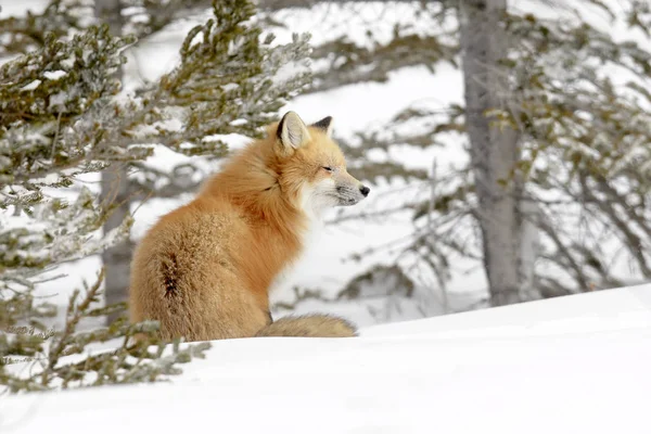 Liška Obecná Vulpes Vulpes Dospělý Sedící Sněhu Churchill Manitoba Kanada — Stock fotografie