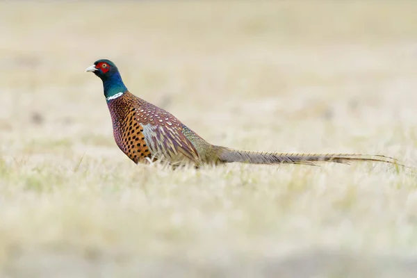 Faisán Phasianus Colchicus Prado Otoño Kutno Polonia — Foto de Stock