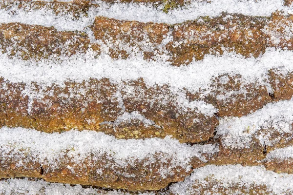 Corteza Árbol Cubierta Hielo Nieve —  Fotos de Stock