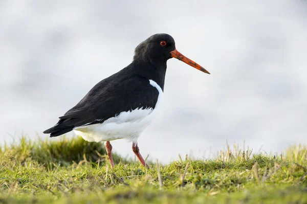 Oystercatcher Haematopus Ostralegus 在河岸 Texel 荷兰的田野上 — 图库照片