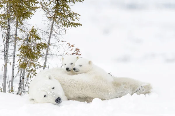 Polar Bear Mother Ursus Maritimus Two Cubs Wapusk National Park Royalty Free Stock Images