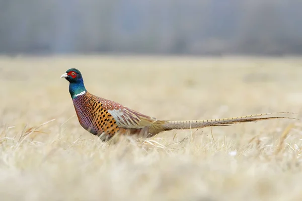 Pheasant Phasianus Colchicus Meadow Autumn Kutno Poland Royalty Free Stock Images