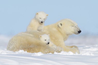 İki yavrularını, Wapusk Milli Parkı, Manitoba, Kanada ile oynarken kutup ayısı anne (Ursus maritimus)
