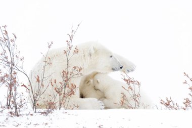 Polar bear mother (Ursus maritimus) nursing and feeding two cubs, Wapusk National Park, Manitoba, Canada clipart