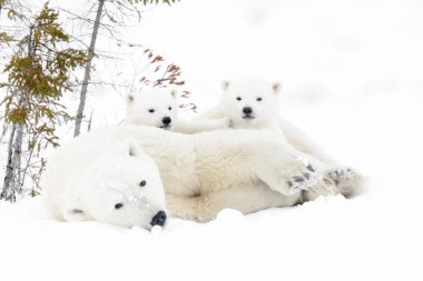 Kutup ayısı annesiyle iki yavrularını, Wapusk Milli Parkı, Manitoba, Kanada (Ursus maritimus)