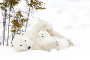 Kutup ayısı annesiyle iki yavrularını, Wapusk Milli Parkı, Manitoba, Kanada (Ursus maritimus)