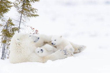 Kutup ayısı annesiyle iki yavrularını, Wapusk Milli Parkı, Manitoba, Kanada (Ursus maritimus)