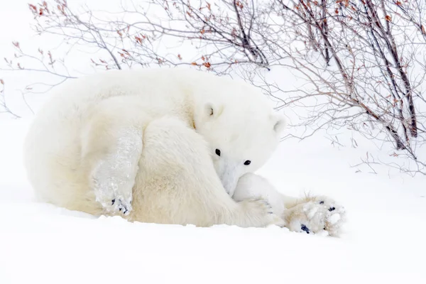 Niedźwiedź Polarny Matki Ursus Maritimus Leżącej Tundra Nowo Narodzonych Cub — Zdjęcie stockowe