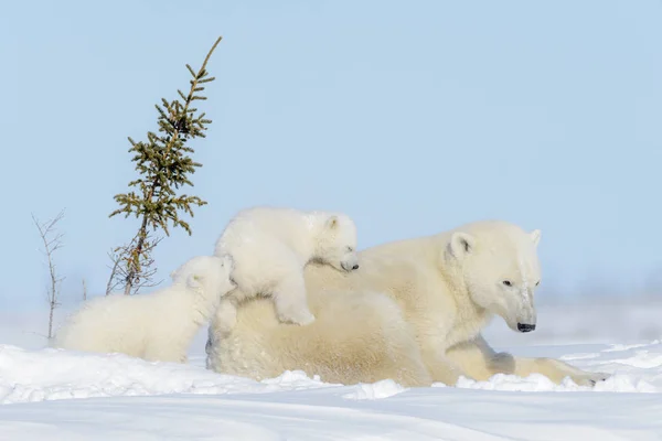 Jegesmedve Anya Ursus Maritimus Játszó Két Kölykök Wapusk Nemzeti Park — Stock Fotó