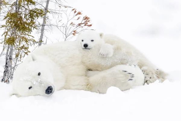 Мать Белого Медведя Ursus Maritimus Двумя Детенышами Национальный Парк Вапуск — стоковое фото