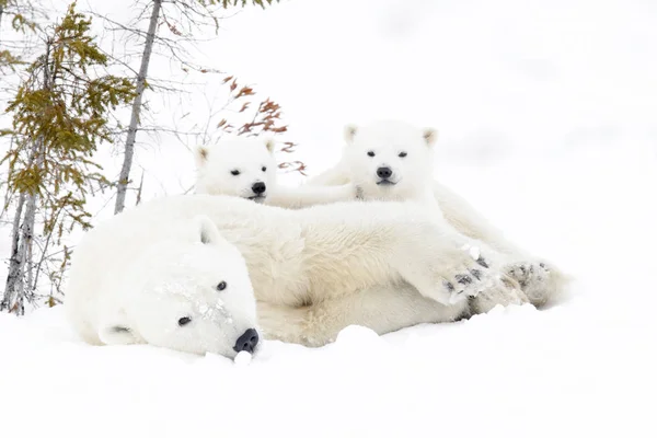 Isbjörn Ursus Maritimus Mor Med Två Ungar Wapusk Nationalpark Manitoba — Stockfoto