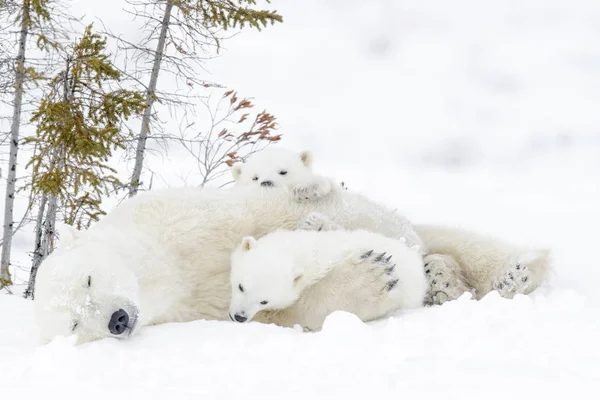 Niedźwiedź Polarny Matki Ursus Maritimus Dwoma Młodymi Park Narodowy Wapusk — Zdjęcie stockowe