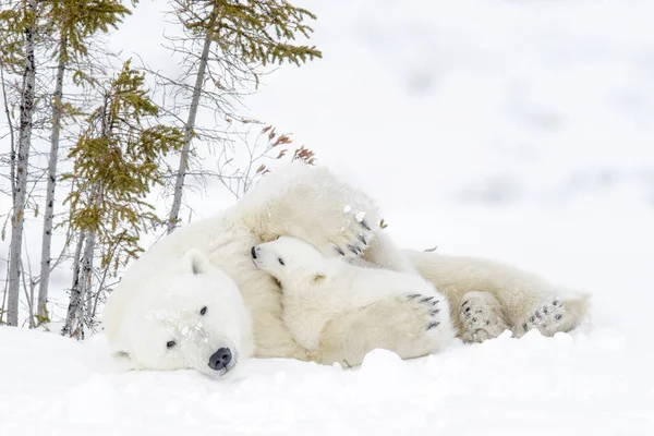 Madre Oso Polar Ursus Maritimus Con Dos Cachorros Parque Nacional —  Fotos de Stock