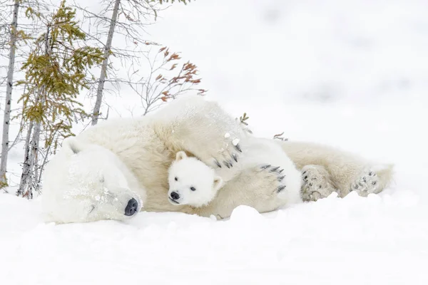 Polar Bear Mother Ursus Maritimus Two Cubs Wapusk National Park — Stock Photo, Image
