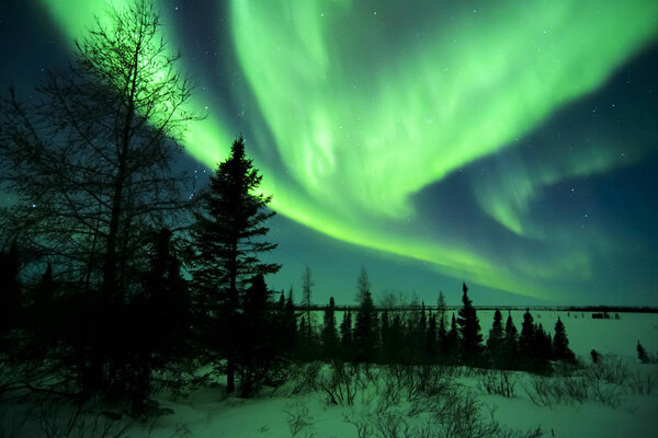 Nightsky lit up with aurora borealis, northern lights, wapusk national park, Manitoba, Canada.