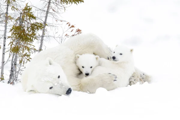 Полярного Ведмедя Матір Урсус Maritimus Двох Дитинчат Wapusk Національний Парк — стокове фото