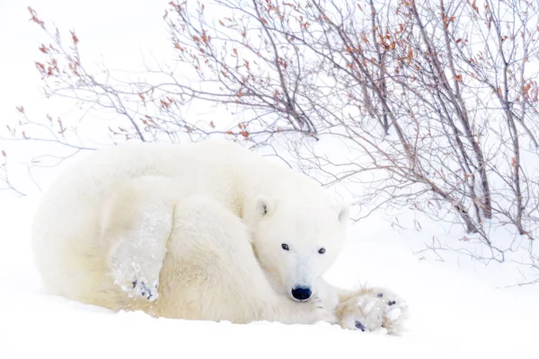 Isbjörn Mor Ursus Maritimus Liggande Tundran Tittar Kameran Wapusk Nationalpark Royaltyfria Stockbilder