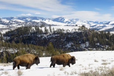 Amerikan bizonu (Bizon Bizon) manzara modunda, Yellowstone Milli Parkı, Wyoming-Montana, ABD yürüyüş