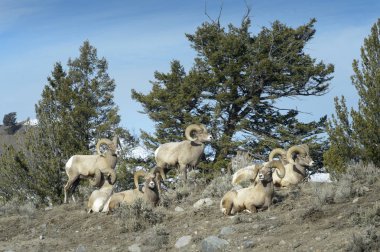 Bighorn Sheep (Ovis canadensis) group of male, ram, lying down, Yellowstone national park, Wyoming Montana, USA. clipart