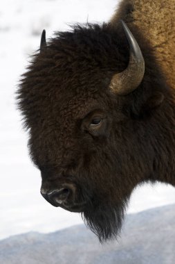Amerikan bizonu (Bizon Bizon), Lamar Valley, Yellowstone Milli Parkı, Wyoming-Montana, ABD