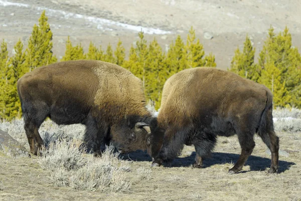 American Bison Bison Bison Fighting Dominance Yellowstone National Park Wyoming — стоковое фото
