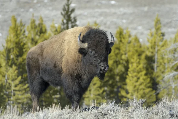 美洲野牛 野牛野牛 9Yellowstone 国家公园 怀俄明州 蒙大拿 — 图库照片