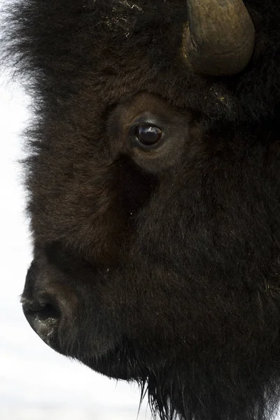 美洲野牛 野牛野牛 拉玛河谷 黄石国家公园 怀俄明州 蒙大拿 — 图库照片