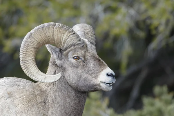 Bighorn Koyun Ovis Canadensis Erkek Ram Portre Yellowstone Milli Parkı — Stok fotoğraf