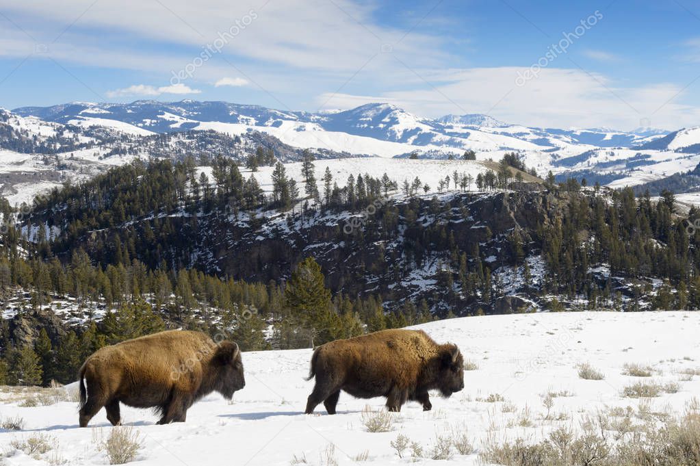 American Bison (Bison bison) walking in landscape, Yellowstone National Park, Wyoming-Montana, USA