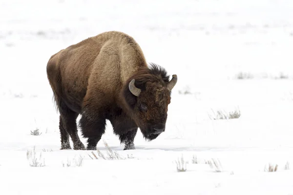 American Bison Bison Bison Lamar Valley Yellowstone National Park Wyoming Стоковое Изображение