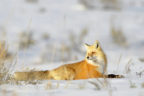 American Red Fox Vulpes Vulpes Fulva Adulto Acostado Nieve Yellowstone Imagen de archivo