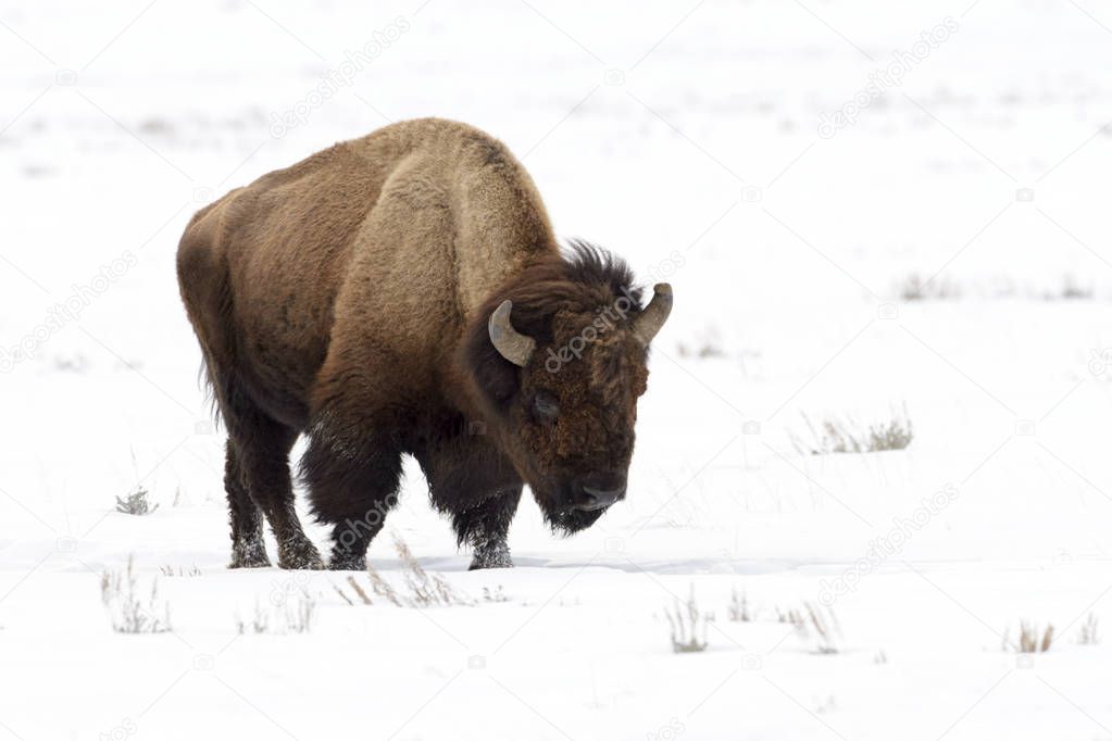 American Bison (Bison bison), Lamar Valley, Yellowstone National Park, Wyoming-Montana, USA