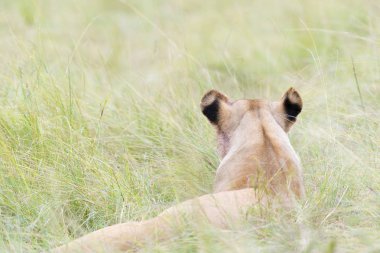 Savannah'ın arkasından, gördüm üzerinde Masai Mara, Kenya yalancılık aşağı dişi aslan (Panthera leo)