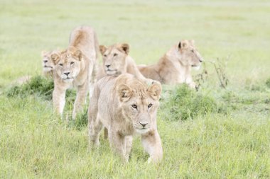 Genç aslanlar (Panthera leo), Masai Mara Ulusal Rezerv, Kenya