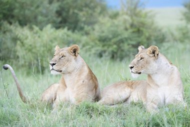 İki aslan (Panthera leo) birlikte, aşağı doğru savannah, Masai Mara, Kenya üzerinde yalan