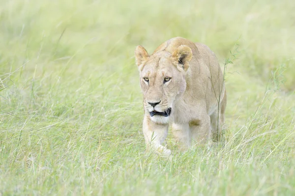 Λέαινα Panthera Leo Περπάτημα Στην Σαβάνα Μασάι Μάρα Κένυα — Φωτογραφία Αρχείου