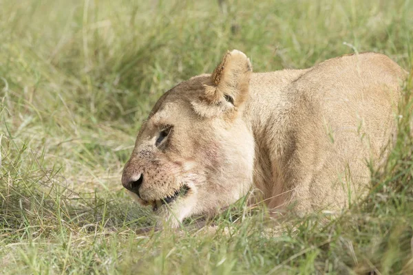 Savannah Masai Mara Kenya Üzerinde Uzanmış Dişi Aslan Panthera Leo — Stok fotoğraf