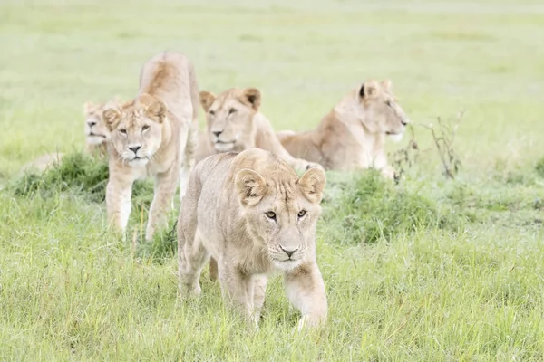 Leões Jovens Panthera Leo Reserva Nacional Masai Mara Quénia — Fotografia de Stock