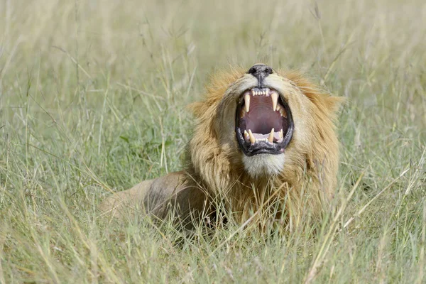 Mężczyzna Lew Panthera Leo Stojący Savannah Pachnące Flehming Dla Kobiety — Zdjęcie stockowe